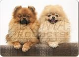 \"POMERANIAN