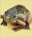 FROG BOX - Edgar Berebi