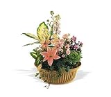 Sympathy Flowers Plant Peach Tribute Garden