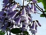 Eigenschaften tropical.garden  / Chinesischer Blauglockenbaum - Paulownia tomentosa 100K