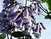 Chinesischer Blauglockenbaum - Paulownia tomentosa 100K