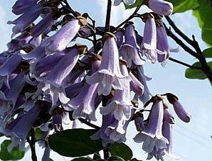 Chinesischer Blauglockenbaum - Paulownia tomentosa 100K