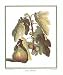 Fruits - Figs Poster Print