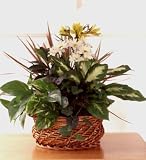 Dish Garden With Fresh Cut Flowers - Medium