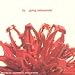 Going Salamander-