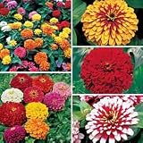Zinnia Seeds - Our Top Zinnia Collection