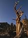 Bristlecone Pines, Near Wheeler Peak, Great Basin National Park Photographic Poster Print, 18x24