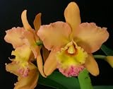 Blc Eve Marie Barnett 'Magnificient Watermelon Gold' FCC/AOS x Blc Waianae King 'Orchidheights' HCC/AOS
