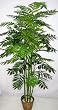 7' Asian Bamboo Palm Tree