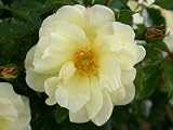Eigenschaften Agel Rosen  / Bodendecker 