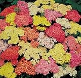 Yarrow Summer Pastels Perennial 25 Plants - Achillea - B0013715HQ