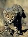 Cheetah Cub, Acinonyx Jubatus, Duesternbrook Private Game Reserve, Windhoek, Namibia, Africa Photographic Poster Print by Thorsten Milse, 30x40