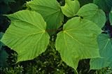 Acer pennsylvanicum: Striped Maple Seeds - B0002EGY7C