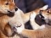 Domestic Dogs, Two Young Shiba Inus Playfighting Photographic Poster Print by Adriano Bacchella, 12x9