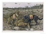 Two Red Cross Rescue Dogs a German Shepherd Art Giclee Poster Print by Louis Agassiz Fuertes, 32x24