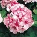 Geranium Maverick