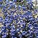 Penstemon True Blue