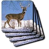 Wild animals - White Tailed Deer - Coasters