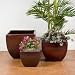 CURED MATURE RED SQUARE FLOWER POT SET