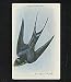 Arm Hammer Barn Swallow Trading Card