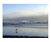 Fog Gull