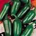 Pepper Seeds - Pepper Jalapeno M
