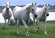 Melissa & Doug: 100 pc White Stallions Jigsaw Puzzle (cardboard)