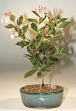 Bonsai Boy's Japanese Flowering Quince Bonsai Tree<br><i>(chaenomles 'toyo-nishiki')</i>