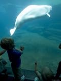 Kids Watch a Captive Beluga Whale Photographic Poster Print by Tim Laman, 18x24
