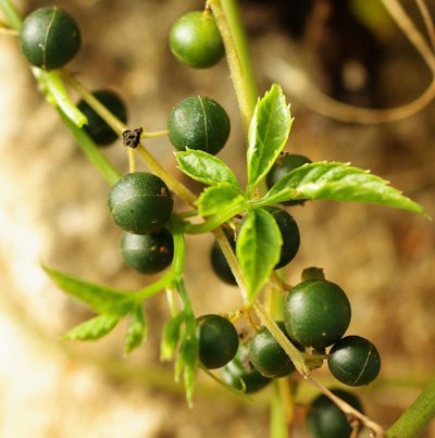 250 viable seeds of Gynostemma pentaphyllum, Jiaogulan, famous medicinal herb 250 viable seeds of Gynostemma pentaphyllum, Jiaogulan, famous medicinal herb