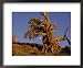 Ancient Bristlecone Pine Forest in the White Mountains Near Bishop National Geographic Collection Framed Art Poster Print by Michael S. Lewis, 22x18