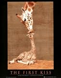 The First Kiss (Giraffe with Baby) Art Poster Print - 16x20