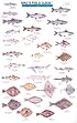Mac's Field Guide to Northwest Coastal Fish (Mac's Field Guides)