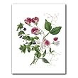 Sweet Pea Blossoms - Gift Enclosure Cards (set of 12)