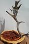 Large Hand Carved Wolf Scrimshaw on Real Fallow Deer Antler