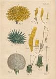 DANDELION Illustration by John Miller Botanical Studies from 1779. Poster print.