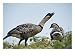 A Pair of Hawaiian or Nene Geese, Geese Photographic Poster Print by Chris Johns, 24x18