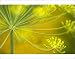 Photographic Prints of Dill (Anethum graveolens) from Science Photo Library