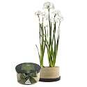 Bamboo Grow Box, A Complete Kit for Growing Holiday Paperwhites Flowers