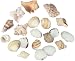 Sea Shells W/Net Bag