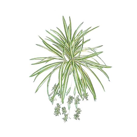 【人工植物】オリズルラン