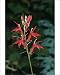 Photographic Prints of Jlm-8631 Lobelia Cardinalis - Usa from Ardea Wildlife Pets