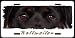   - Rottweiler (on white) 