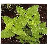 CATNIP HERB 200 SEEDS