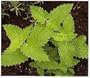 CATNIP HERB 200 SEEDS