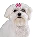 Aria Polyester Jasmine Dog Barrettes Canisters, 2-1/2-Inch, 48-Pack
