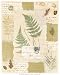 Soft Fern Poster Print