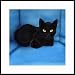 Black on Blue by Drew Strouble