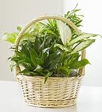 Funeral Flowers by 1800Flowers.com - Classic Sympathy Dish Garden - Small