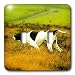   - Dogs The Pointer - The Pointer Dog - Light Switch Covers - double toggle switch